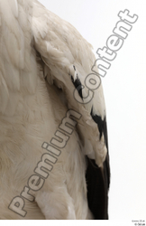  Black stork (Ciconia negra)
